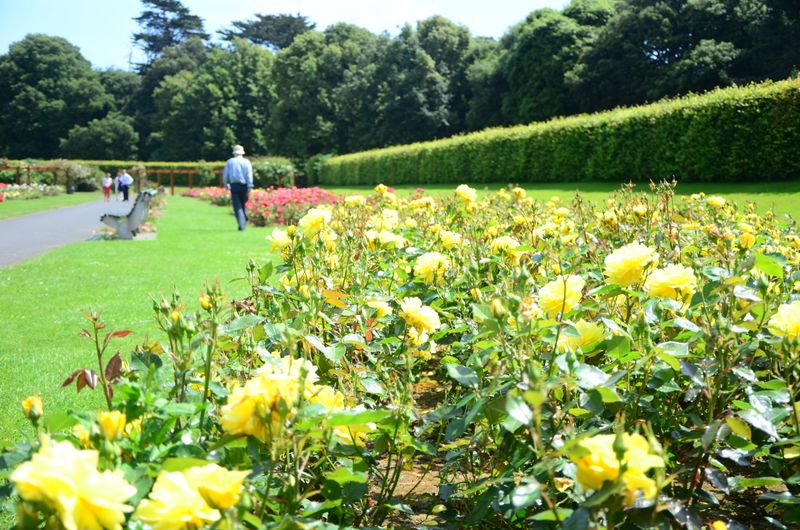 St. Anne's Park and Bull Island Ezine Subscription